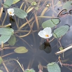 Ottelia ovalifolia (Swamp Lily) at Lake George, NSW - 1 Mar 2023 by JaneR