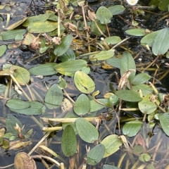 Ottelia ovalifolia at Lake George, NSW - 1 Mar 2023 01:19 PM