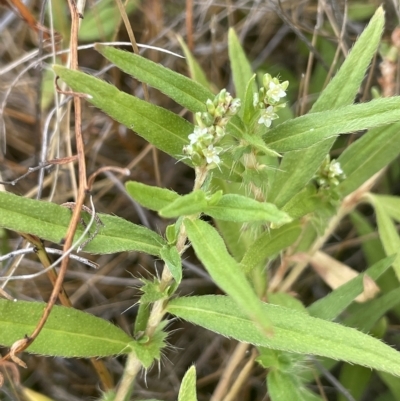 Persicaria prostrata (Creeping Knotweed) at Sweeney's TSR - 1 Mar 2023 by JaneR