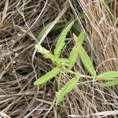 Persicaria prostrata at Lake George, NSW - 1 Mar 2023