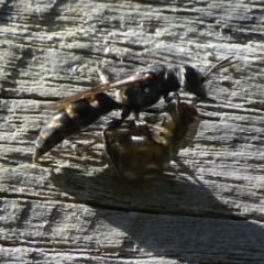 Unidentified Wasp (Hymenoptera, Apocrita) at Charleys Forest, NSW - 25 Feb 2023 by arjay