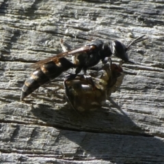 Unverified Wasp (Hymenoptera, Apocrita) by arjay
