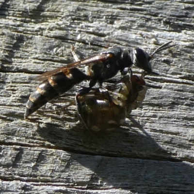Unidentified Wasp (Hymenoptera, Apocrita) at QPRC LGA - 25 Feb 2023 by arjay