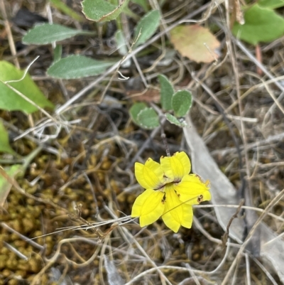 Goodenia hederacea (Ivy Goodenia) at Sweeney's Travelling Stock Reserve - 28 Feb 2023 by JaneR