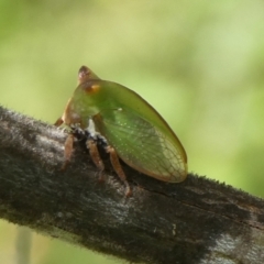 Sextius virescens (Acacia horned treehopper) at Charleys Forest, NSW - 24 Feb 2023 by arjay