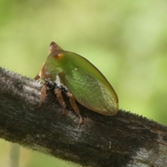 Sextius virescens (Acacia horned treehopper) at QPRC LGA - 24 Feb 2023 by arjay