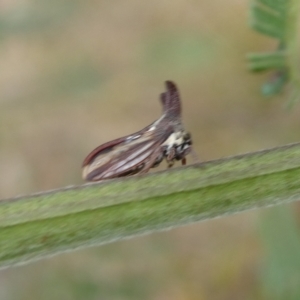 Ceraon vitta at Charleys Forest, NSW - 24 Feb 2023