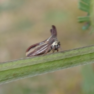 Ceraon vitta (Treehopper) at Mongarlowe River - 24 Feb 2023 by arjay