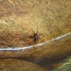 Dolomedes sp. (genus) (Fishing spider) at Oakdale, NSW - 1 Mar 2023 by bufferzone