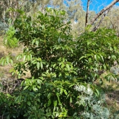 Pittosporum undulatum (Sweet Pittosporum) at Isaacs, ACT - 1 Mar 2023 by Mike