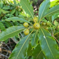 Pittosporum undulatum at Isaacs, ACT - 1 Mar 2023