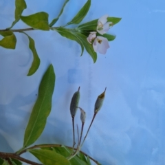 Billardiera heterophylla (Western Australian Bluebell Creeper) at Isaacs Ridge and Nearby - 1 Mar 2023 by Mike