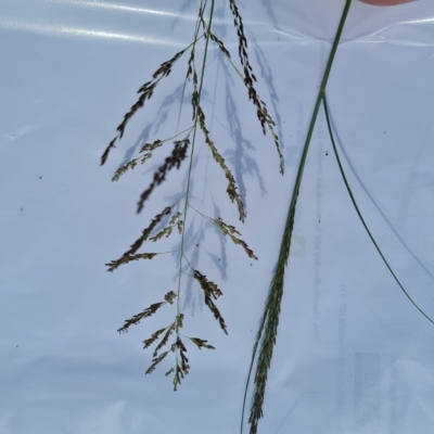 Eragrostis curvula (African Lovegrass) at Yarralumla, ACT - 1 Mar 2023 by Mike
