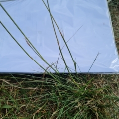 Sporobolus africanus (Parramatta Grass, Rat's Tail Grass) at Yarralumla, ACT - 1 Mar 2023 by Mike