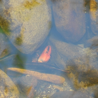 Parastacidae (family) (A freshwater crayfish) at Burragorang State Conservation Area - 1 Mar 2023 by bufferzone