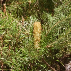 Banksia spinulosa var. spinulosa at Oakdale, NSW - 1 Mar 2023