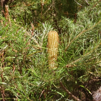 Banksia spinulosa var. spinulosa (Hairpin Banksia) at Wollondilly Local Government Area - 1 Mar 2023 by bufferzone