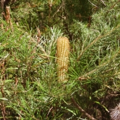 Banksia spinulosa var. spinulosa (Hairpin Banksia) at Oakdale, NSW - 1 Mar 2023 by bufferzone