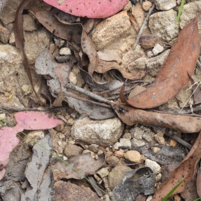 Unidentified Spider (Araneae) at Oakdale, NSW - 1 Mar 2023 by bufferzone