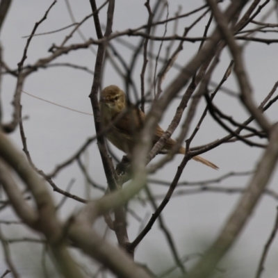 Acrocephalus australis (Australian Reed-Warbler) at Stromlo, ACT - 28 Feb 2023 by RodDeb