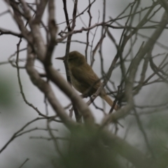 Acrocephalus australis at Stromlo, ACT - 28 Feb 2023 11:09 AM