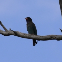 Eurystomus orientalis (Dollarbird) at Stromlo, ACT - 28 Feb 2023 by RodDeb