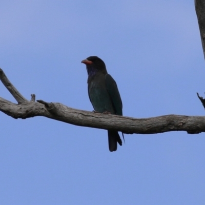 Eurystomus orientalis (Dollarbird) at Cotter Reserve - 28 Feb 2023 by RodDeb
