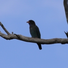 Eurystomus orientalis at Stromlo, ACT - 28 Feb 2023