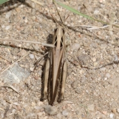 Caledia captiva (grasshopper) at Stromlo, ACT - 28 Feb 2023 by RodDeb