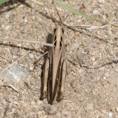 Caledia captiva (grasshopper) at Cotter Reserve - 28 Feb 2023 by RodDeb