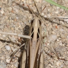 Caledia captiva at Stromlo, ACT - 28 Feb 2023