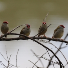 Neochmia temporalis (Red-browed Finch) at Stromlo, ACT - 28 Feb 2023 by RodDeb