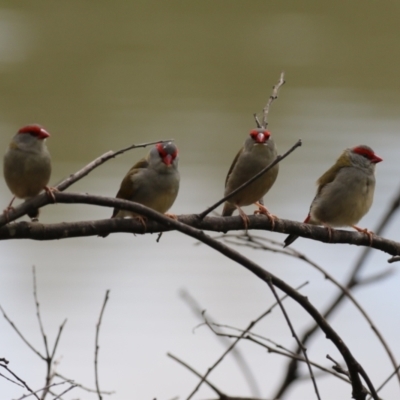 Neochmia temporalis (Red-browed Finch) at Cotter Reserve - 28 Feb 2023 by RodDeb