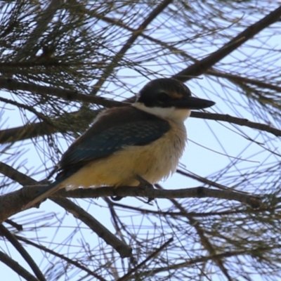 Todiramphus sanctus (Sacred Kingfisher) at Stromlo, ACT - 28 Feb 2023 by RodDeb