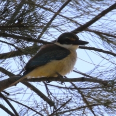 Todiramphus sanctus (Sacred Kingfisher) at Cotter Reserve - 28 Feb 2023 by RodDeb