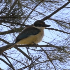 Todiramphus sanctus at Stromlo, ACT - 28 Feb 2023