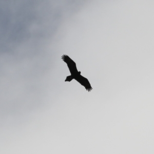 Aquila audax at Stromlo, ACT - 28 Feb 2023