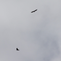 Aquila audax at Stromlo, ACT - 28 Feb 2023 11:09 AM