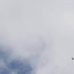 Aquila audax at Stromlo, ACT - 28 Feb 2023 11:09 AM