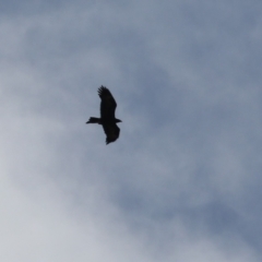 Aquila audax at Stromlo, ACT - 28 Feb 2023 11:09 AM