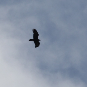 Aquila audax at Stromlo, ACT - 28 Feb 2023