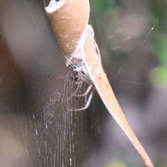 Phonognatha graeffei (Leaf Curling Spider) at Cotter Reserve - 28 Feb 2023 by RodDeb