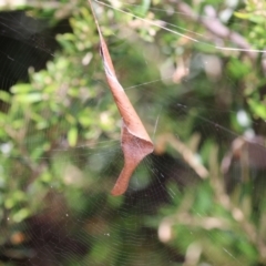 Phonognatha graeffei at Paddys River, ACT - 28 Feb 2023 02:45 PM