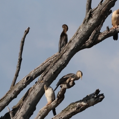 Anhinga novaehollandiae (Australasian Darter) at Wonga Wetlands - 25 Feb 2023 by KylieWaldon