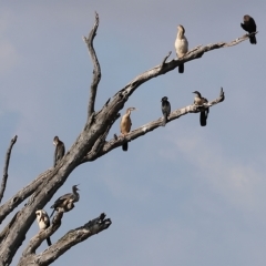 Anhinga novaehollandiae at Splitters Creek, NSW - 26 Feb 2023 09:38 AM