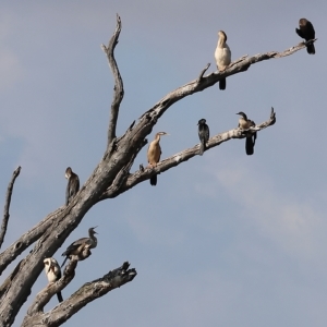 Anhinga novaehollandiae at Splitters Creek, NSW - 26 Feb 2023 09:38 AM