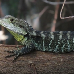 Intellagama lesueurii howittii (Gippsland Water Dragon) at Cotter Reserve - 28 Feb 2023 by RodDeb