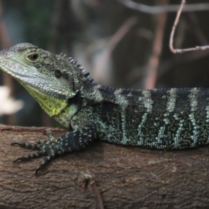 Intellagama lesueurii howittii at Paddys River, ACT - 28 Feb 2023 02:00 PM