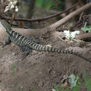 Intellagama lesueurii howittii at Paddys River, ACT - 28 Feb 2023 02:00 PM