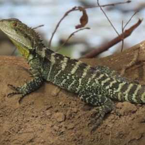 Intellagama lesueurii howittii at Paddys River, ACT - 28 Feb 2023